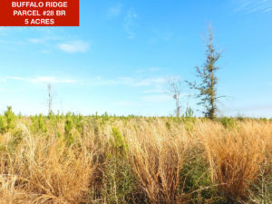 Parcel 28 BR - Buffalo Ridge