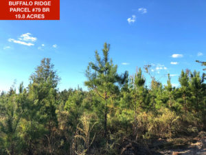 Parcel 79 BR - Buffalo Ridge